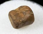 Champsosaurus Vertebrae (Cretaceous Reptile) #17679-1